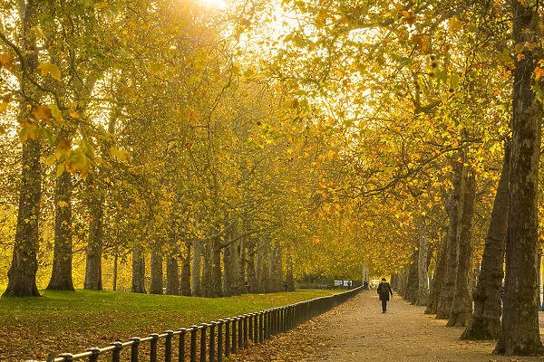 St Jamess Park, London, England, UK