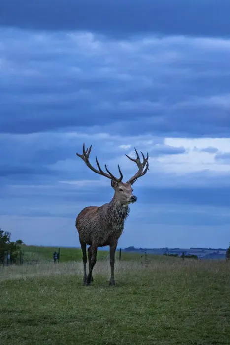 Framed Print : Stag, Broadway, the Cotswolds, England, UK