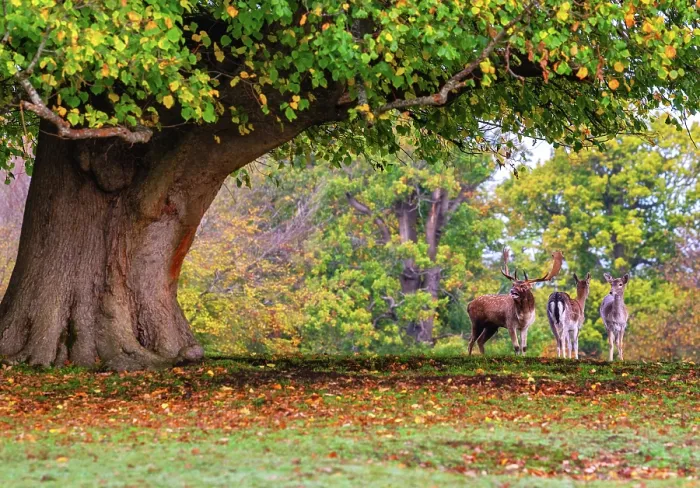 Framed Print : A stag and two does fallow deer during ruttiing season, Knole, Kent, England Framed Print : A stag and two does fallow deer during ruttiing season, Knole, Kent, England