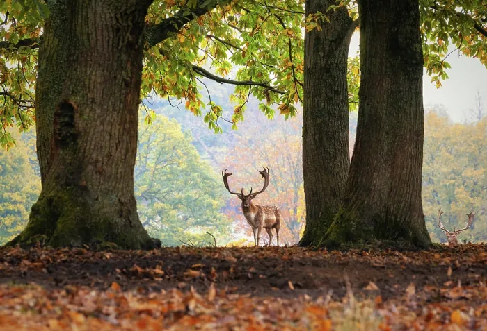 Framed Print : A stag walking in the parkland during rutting season, Knole, Kent, England Framed Print : A stag walking in the parkland during rutting season, Knole, Kent, England