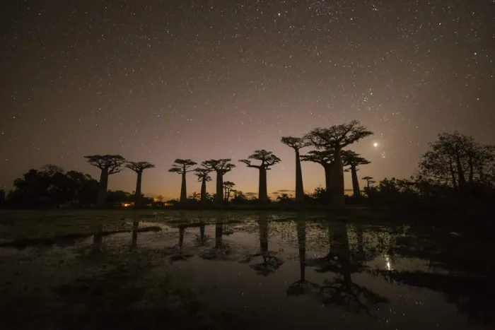 Framed Print : Star-filled Sky over Baobab Trees, (UNESCO World Heritage site), Madagascar Framed Print : Star-filled Sky over Baobab Trees, (UNESCO World Heritage site), Madagascar