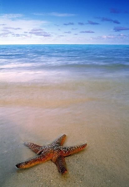 Starfish on beach, Maldives