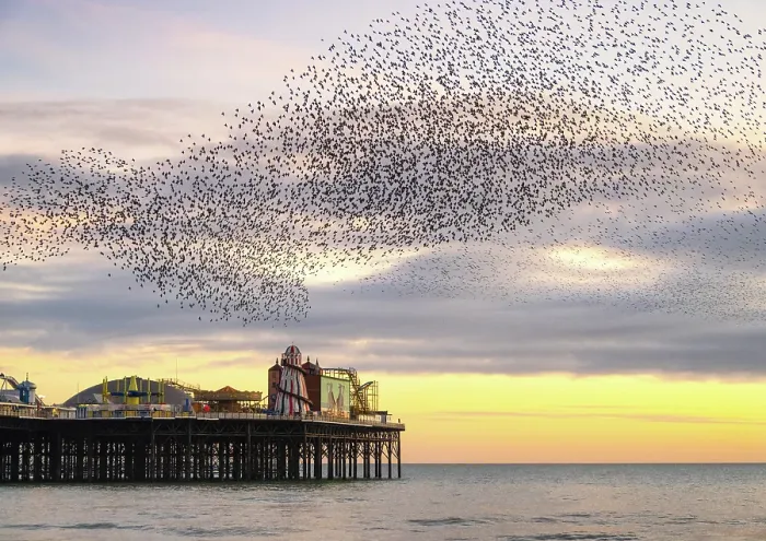 Framed Print : Starling murmuration at sunset over the Brighton Palace Pier, City of Brighton and Hove, East Sussex, England Framed Print : Starling murmuration at sunset over the Brighton Palace Pier, City of Brighton and Hove, East Sussex, England
