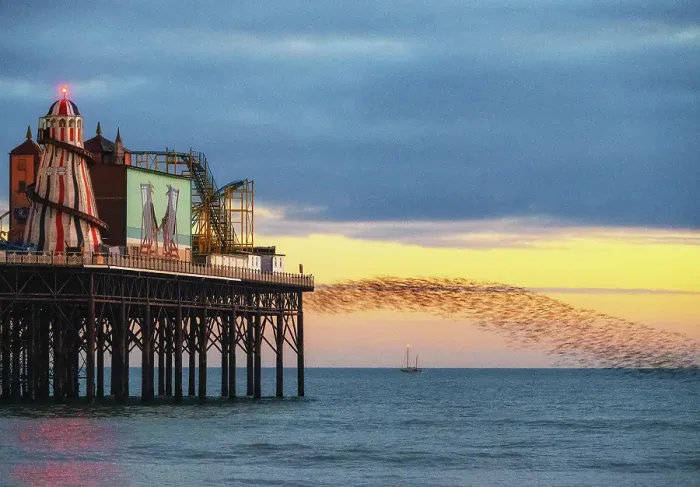Framed Print : Starling murmuration at sunset next to the Brighton Palace Pier, City of Brighton and Hove, East Sussex, England Framed Print : Starling murmuration at sunset next to the Brighton Palace Pier, City of Brighton and Hove, East Sussex, England