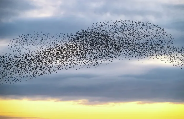Framed Print : Starling murmuration at sunset, as seen from the Brighton Beach, City of Brighton and Hove, East Sussex, England Framed Print : Starling murmuration at sunset, as seen from the Brighton Beach, City of Brighton and Hove, East Sussex, England