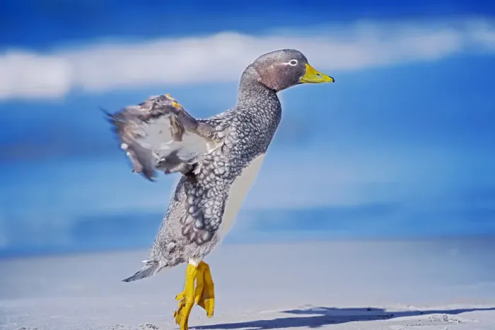 Framed Print : Steamer duck (Tachyeres brachypterus) performing ballet dance, Falkland Islands Framed Print : Steamer duck (Tachyeres brachypterus) performing ballet dance, Falkland Islands