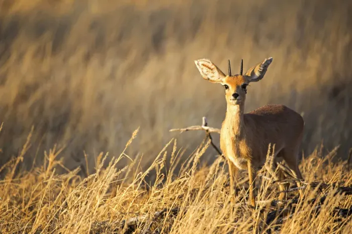 Framed Print : Steenbok, Etosha National Park, Namibia, Africa