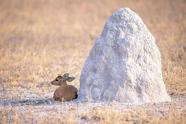 Steenbok, Nxai Pan National Park, Botswana