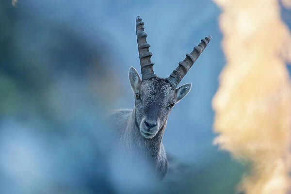 Steinbock portrait at sunrise in the mountains of Stelvio National Park. Gavia pass, Valfurva, Lombardy, Alps, Italy, Europe
