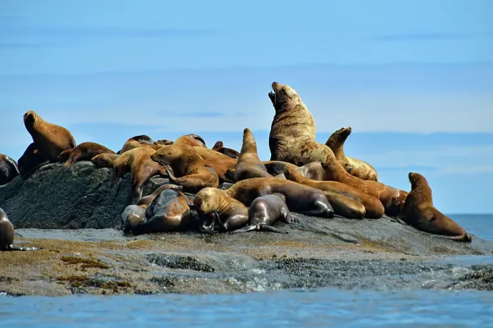 Framed Print : Steller / Northern sea lion (Eumetopias jubatus) Harems basking and interacting at year-round haulout site- Garcin Rocks, Gwaii Haanas National Park, Haida Gwaii (Queen Charlotte Islands), British Columbia, Canada Framed Print : Steller / Northern sea lion (Eumetopias jubatus) Harems basking and interacting at year-round haulout site- Garcin Rocks, Gwaii Haanas National Park, Haida Gwaii (Queen Charlotte Islands), British Columbia, Canada