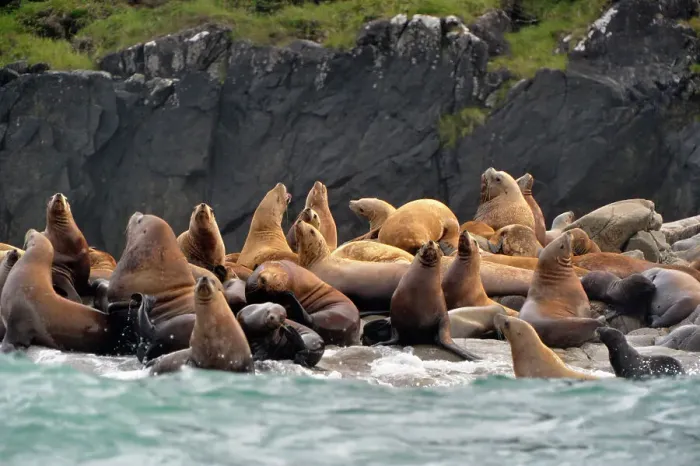Framed Print : Steller sea lion (Eumetopias jubatus) Haulout at Ashby Point, Hope Island, Vancouver Is, British Columbia, Canada