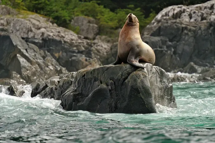 Framed Print : Steller sea lion (Eumetopias jubatus) Haulout at Ashby Point, Hope Island, Vancouver Is, British Columbia, Canada