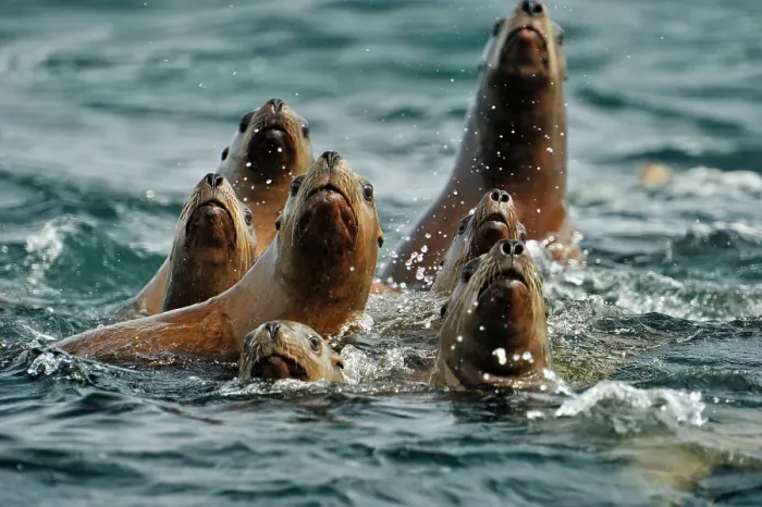 Framed Print : Steller sea lion (Eumetopias jubatus) Swimming near haulout at Ashby Point, Hope Island, Vancouver Is, British Columbia, Canada Framed Print : Steller sea lion (Eumetopias jubatus) Swimming near haulout at Ashby Point, Hope Island, Vancouver Is, British Columbia, Canada