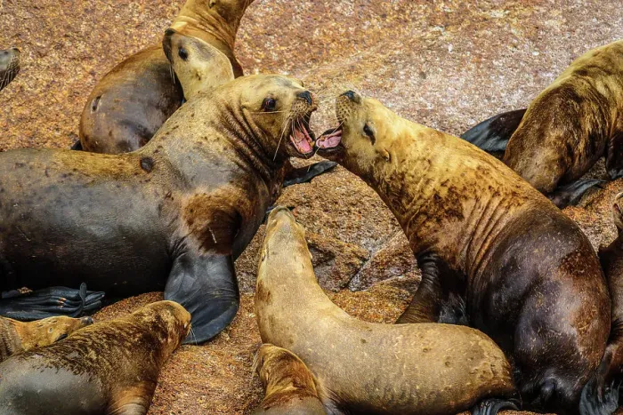 Framed Print : Steller sea lion, northern sea lion (Eumetopias jubatus) Colony hauled out on rocks, Inside Passage, Alaska, USA Framed Print : Steller sea lion, northern sea lion (Eumetopias jubatus) Colony hauled out on rocks, Inside Passage, Alaska, USA
