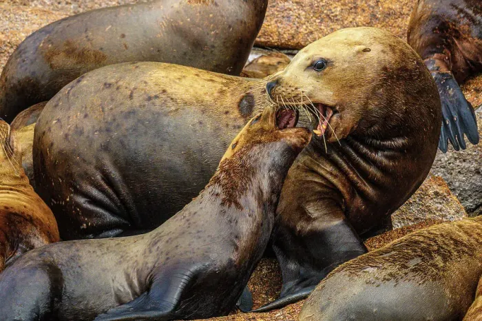 Framed Print : Steller sea lion, northern sea lion (Eumetopias jubatus) Colony hauled out on rocks, Inside Passage, Alaska, USA Framed Print : Steller sea lion, northern sea lion (Eumetopias jubatus) Colony hauled out on rocks, Inside Passage, Alaska, USA