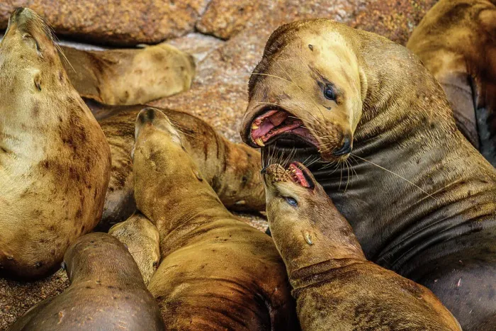 Framed Print : Steller sea lion, northern sea lion (Eumetopias jubatus) Colony hauled out on rocks, Inside Passage, Alaska, USA Framed Print : Steller sea lion, northern sea lion (Eumetopias jubatus) Colony hauled out on rocks, Inside Passage, Alaska, USA