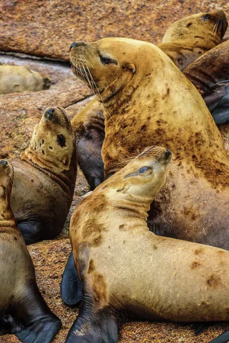 Framed Print : Steller sea lion, northern sea lion (Eumetopias jubatus) Colony hauled out on rocks, Inside Passage, Alaska, USA Framed Print : Steller sea lion, northern sea lion (Eumetopias jubatus) Colony hauled out on rocks, Inside Passage, Alaska, USA
