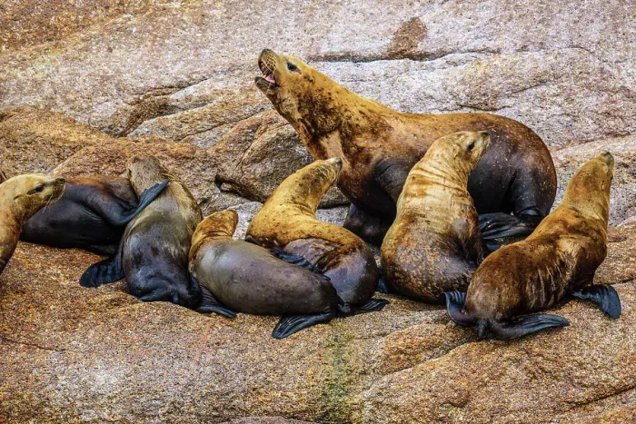 Framed Print : Steller sea lion, northern sea lion (Eumetopias jubatus) Colony hauled out on rocks, Inside Passage, Alaska, USA Framed Print : Steller sea lion, northern sea lion (Eumetopias jubatus) Colony hauled out on rocks, Inside Passage, Alaska, USA