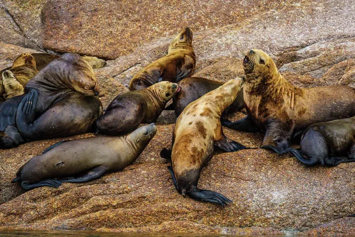 Framed Print : Steller sea lion, northern sea lion (Eumetopias jubatus) Colony hauled out on rocks, Inside Passage, Alaska, USA Framed Print : Steller sea lion, northern sea lion (Eumetopias jubatus) Colony hauled out on rocks, Inside Passage, Alaska, USA