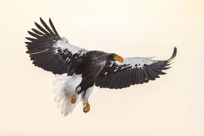 Framed Print : Stellers sea eagle (Haliaeetus pelagicus), Hokkaido, Japan Framed Print : Stellers sea eagle (Haliaeetus pelagicus), Hokkaido, Japan