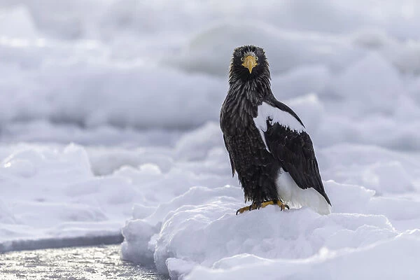 Stellers sea eagle (Haliaeetus pelagicus) perched on sea ice in the Nemuro Strait
