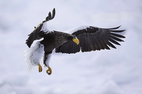 Stellers sea eagle (Haliaeetus pelagicus) flying over sea ice in the Nemuro Strait