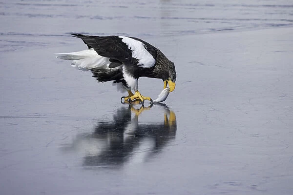 Stellers sea eagle (Haliaeetus pelagicus) eating fish on sea ice in the Nemuro