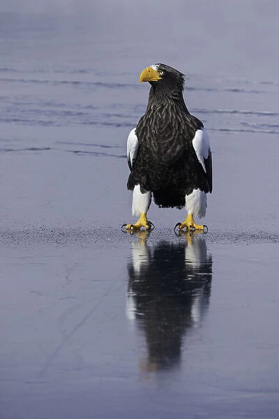 Stellers sea eagle (Haliaeetus pelagicus) perched on sea ice in the Nemuro Strait