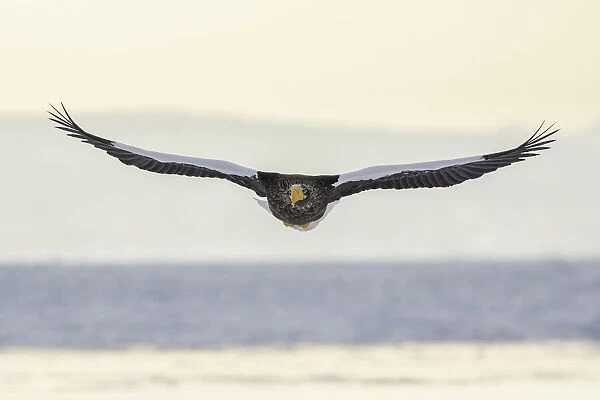 Stellers sea eagle (Haliaeetus pelagicus) in flight over sea ice in Nemuro Strait