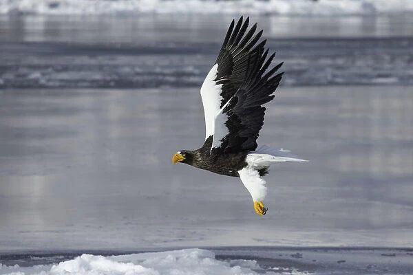 Stellers sea eagle (Haliaeetus pelagicus) flying over sea ice in the Nemuro Strait