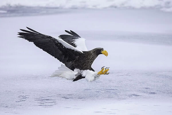 Stellers sea eagle (Haliaeetus pelagicus) landing on sea ice in the Nemuro Strait