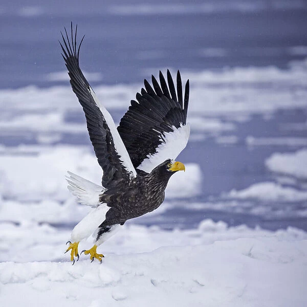 Stellers sea eagle (Haliaeetus pelagicus) taking off from sea ice in the Nemuro