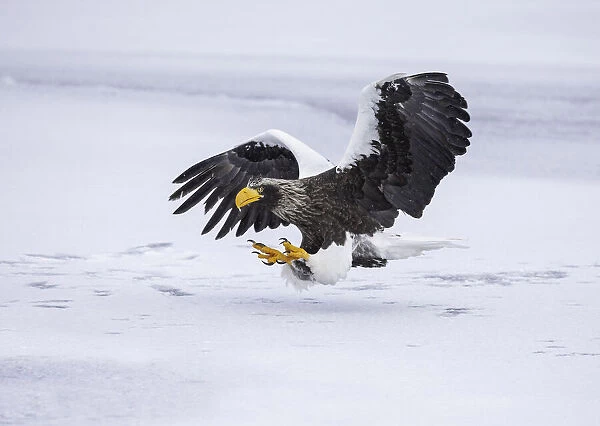 Stellers sea eagle (Haliaeetus pelagicus) landing on sea ice in the Nemuro Strait
