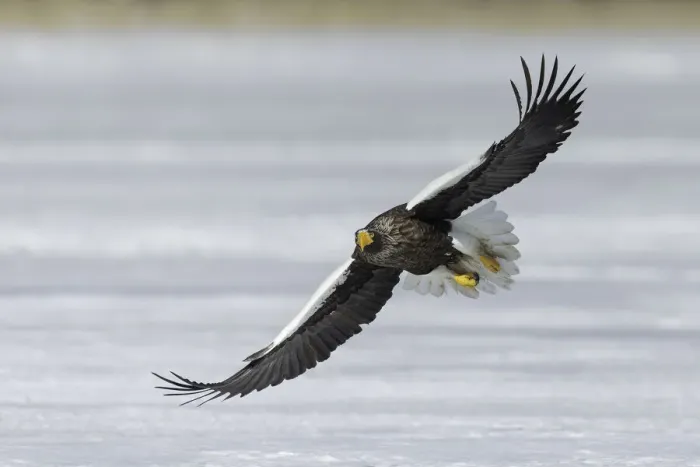 Framed Print : Stellers sea eagle (Haliaeetus pelagicus) in flight, Hokkaido, Japan Framed Print : Stellers sea eagle (Haliaeetus pelagicus) in flight, Hokkaido, Japan