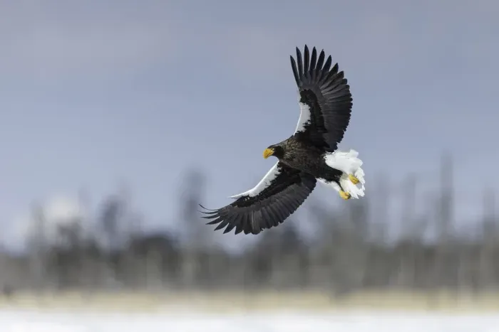 Framed Print : Stellers sea eagle (Haliaeetus pelagicus) in flight, Hokkaido, Japan Framed Print : Stellers sea eagle (Haliaeetus pelagicus) in flight, Hokkaido, Japan