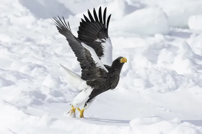 Framed Print : Stellers sea eagle (Haliaeetus pelagicus) taking off from sea ice in the Nemuro