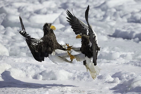 Stellers sea eagles (Haliaeetus pelagicus) fighting over food onthe sea ice of