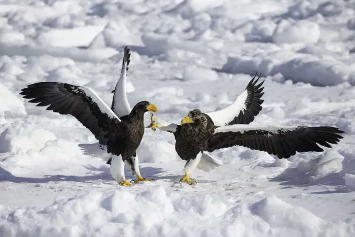 Framed Print : Stellers sea eagles (Haliaeetus pelagicus) fighting over food onthe sea ice of Framed Print : Stellers sea eagles (Haliaeetus pelagicus) fighting over food onthe sea ice of