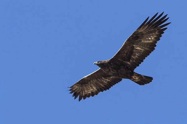 Stelvio National Park, Lombardy, Italy. Golden eagle