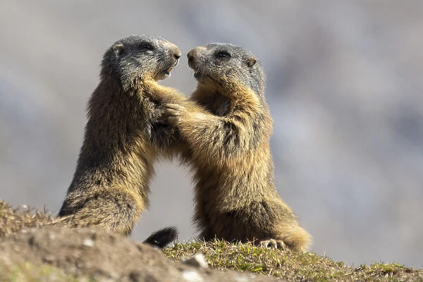 Stelvio National Park, Lombardy, Italy. Alpine marmot marmota marmota