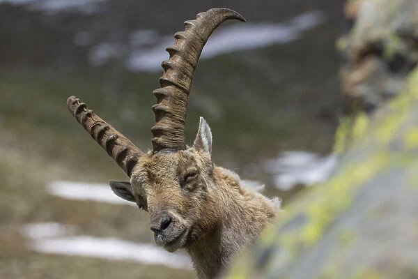 Stelvio National Park, Lombardy, Italy. Capra ibex