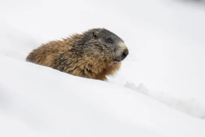 Framed Print : Stelvio National Park, Lombardy, Italy. Alpine marmot, Marmota marmota