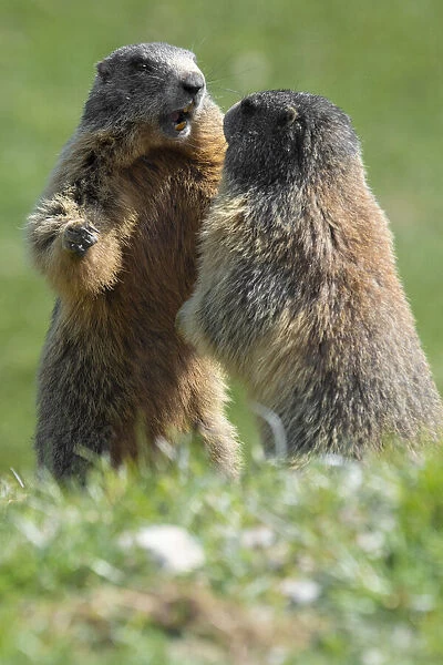 Stelvio National Park, Lombardy, Italy. Alpine marmot, Marmota marmota