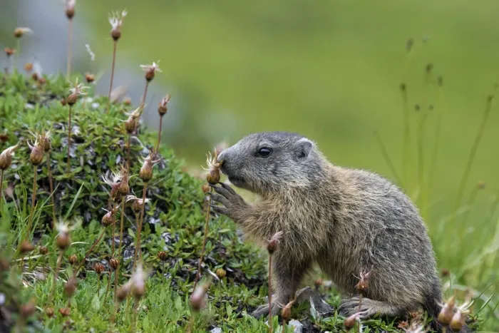 Framed Print : Stelvio National Park, Lombardy, Italy. Alpine marmot, marmota marmota Framed Print : Stelvio National Park, Lombardy, Italy. Alpine marmot, marmota marmota