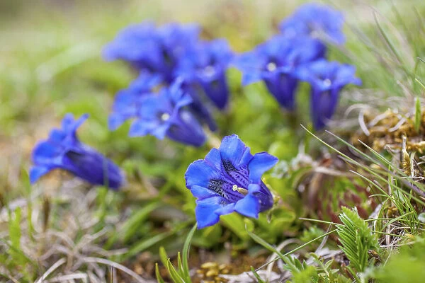 Stemless gentian on mountain meadow in Reintal, Rein in Taufers, Valle Aurina