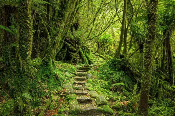 Framed Print : Steps Through Westland Temperate Rain Forest, near Fox Glacier, South Island, New Zealand