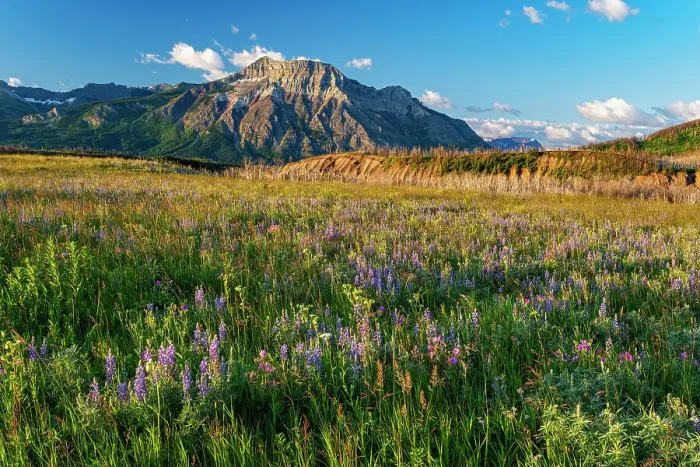 Framed Print : Sticky purple geranium (Geranium viscosissimum), lupines (Lupinus sp. ) and other wildflowers on the Fescue Prairie and Vimy Peak. Waterton Lakes National Park, Alberta, Canada Framed Print : Sticky purple geranium (Geranium viscosissimum), lupines (Lupinus sp. ) and other wildflowers on the Fescue Prairie and Vimy Peak. Waterton Lakes National Park, Alberta, Canada