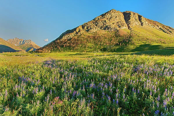 Sticky purple geranium (Geranium viscosissimum), lupines (Lupinus sp.) and other wildflowers on the Fescue Prairie and the Canadian Rockies. Waterton Lakes National Park, Alberta, Canada
