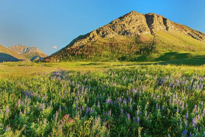 Framed Print : Sticky purple geranium (Geranium viscosissimum), lupines (Lupinus sp.) and other wildflowers on the Fescue Prairie and the Canadian Rockies. Waterton Lakes National Park, Alberta, Canada