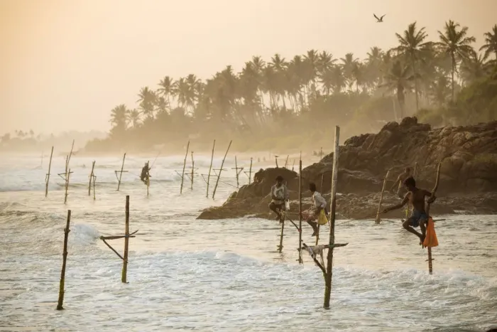 Framed Print : Stilt Fishermen at dusk, Weligama, South Coast, Sri Lanka, Asia